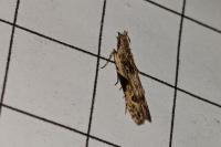 Hypatima rhomboidella