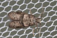 Penestoglossa dardoinella