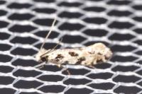 Nemapogon nevadellus