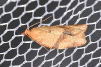 Clepsis consimilana