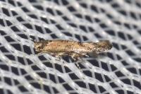 Coccidiphila