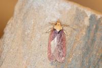 Depressaria depressana