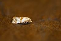 Phalonidia contractana