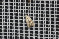 Elachista maculicerusella