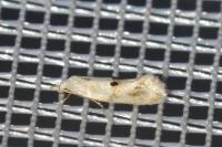 Elachista maculicerusella