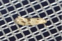 Elachista maculicerusella