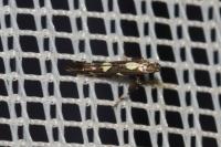 Calybites phasianipennella