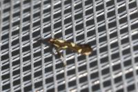 Calybites phasianipennella