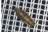 Scrobipalpa ocellatella