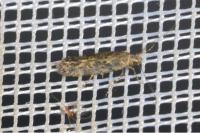 Scrobipalpa ocellatella