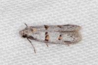 Symmocoides oxybiella