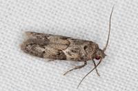 Blastobasis glandulella