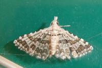 Alucita palodactyla