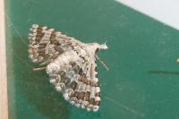 Alucita palodactyla