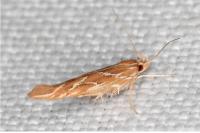 Pyroderces argyrogrammos