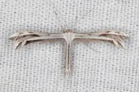 Calyciphora adamas