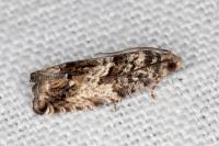 Cydia fagiglandana