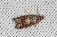 Epinotia cedricida