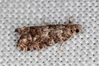 Epinotia cedricida