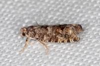 Epinotia cedricida