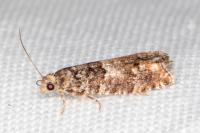 Epinotia rubiginosana