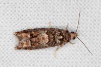 Epinotia rubiginosana