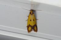 Agapeta zoegana