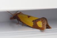 Agapeta zoegana