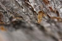 Synanthedon theryi