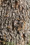 Synanthedon theryi