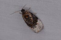 Apotomis betuletana