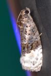 Apotomis betuletana