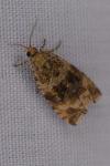 Celypha lacunana