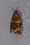 Celypha lacunana