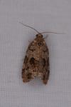 Dichelia histrionana