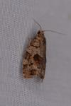 Dichelia histrionana