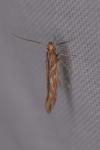 Pyroderces argyrogrammos