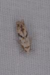 Stenolechia gemmella