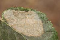 Phyllonorycter esperella