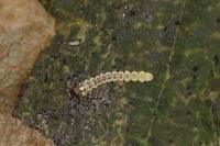 Phyllonorycter esperella