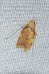 Carcina quercana