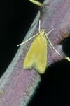 Helcystogramma rufescens