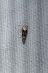 Mompha propinquella