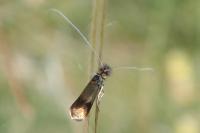 Nemophora albiciliellus