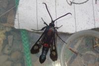 Synanthedon stomoxiformis