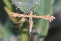 Oxyptilus laetus