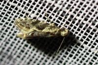 Nemapogon granellus