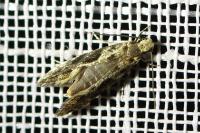 Nemapogon granellus