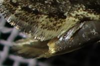 Nemapogon granellus