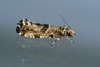 Morophaga choragella